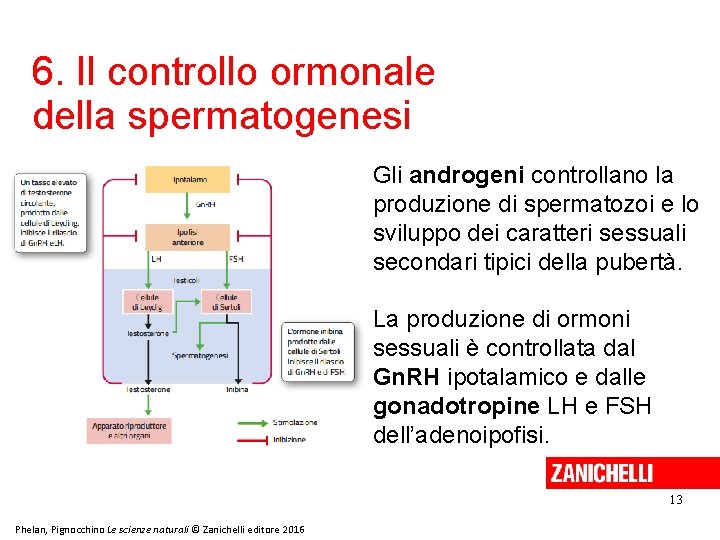 6. Il controllo ormonale della spermatogenesi Gli androgeni controllano la produzione di spermatozoi e 6. Il controllo ormonale della spermatogenesi Gli androgeni controllano la produzione di spermatozoi e