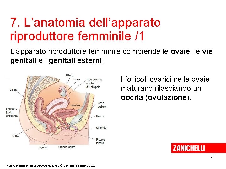 7. L’anatomia dell’apparato riproduttore femminile /1 L’apparato riproduttore femminile comprende le ovaie, le vie 7. L’anatomia dell’apparato riproduttore femminile /1 L’apparato riproduttore femminile comprende le ovaie, le vie