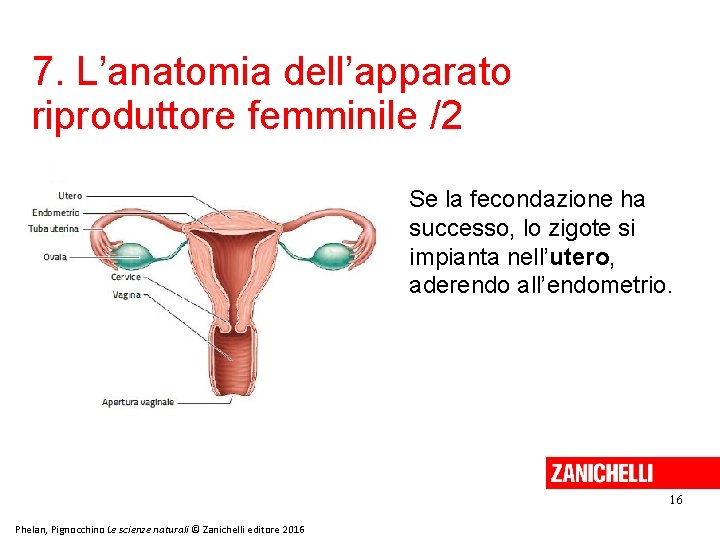 7. L’anatomia dell’apparato riproduttore femminile /2 Se la fecondazione ha successo, lo zigote si 7. L’anatomia dell’apparato riproduttore femminile /2 Se la fecondazione ha successo, lo zigote si