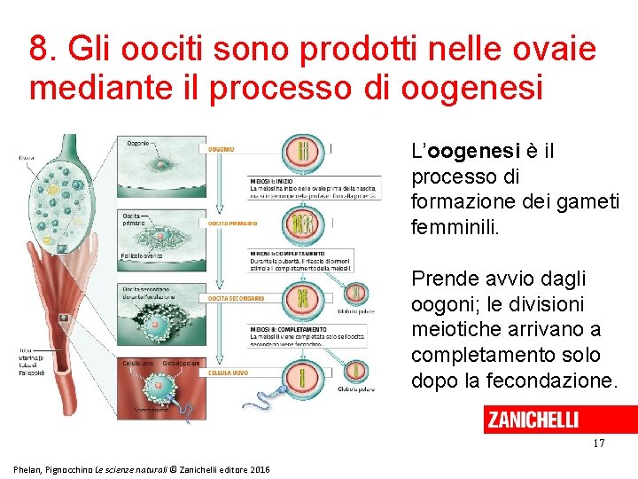 8. Gli oociti sono prodotti nelle ovaie mediante il processo di oogenesi L’oogenesi è 8. Gli oociti sono prodotti nelle ovaie mediante il processo di oogenesi L’oogenesi è