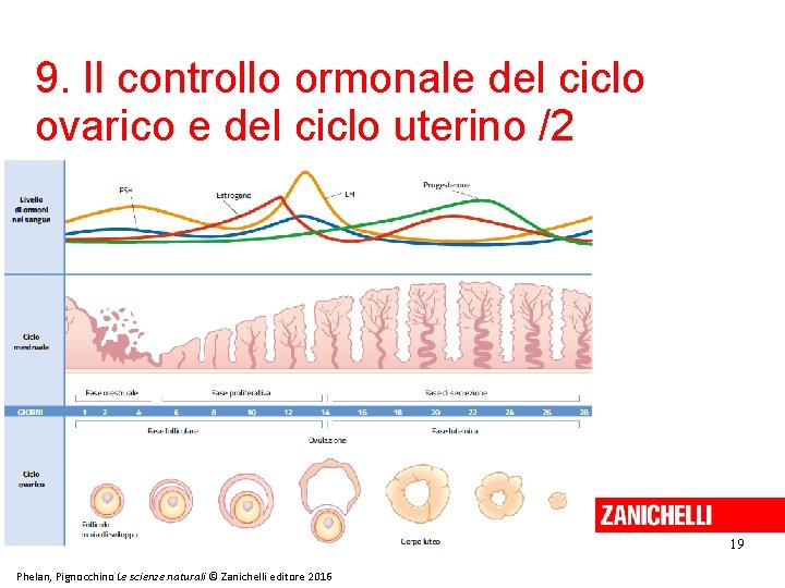 9. Il controllo ormonale del ciclo ovarico e del ciclo uterino /2 19 Phelan, 9. Il controllo ormonale del ciclo ovarico e del ciclo uterino /2 19 Phelan,