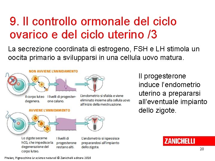 9. Il controllo ormonale del ciclo ovarico e del ciclo uterino /3 La secrezione 9. Il controllo ormonale del ciclo ovarico e del ciclo uterino /3 La secrezione