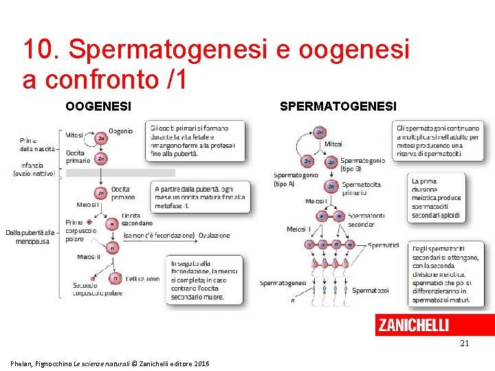 10. Spermatogenesi e oogenesi a confronto /1 OOGENESI SPERMATOGENESI 21 Phelan, Pignocchino Le scienze 10. Spermatogenesi e oogenesi a confronto /1 OOGENESI SPERMATOGENESI 21 Phelan, Pignocchino Le scienze