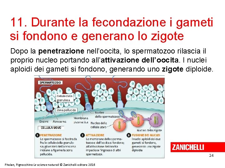 11. Durante la fecondazione i gameti si fondono e generano lo zigote Dopo la 11. Durante la fecondazione i gameti si fondono e generano lo zigote Dopo la