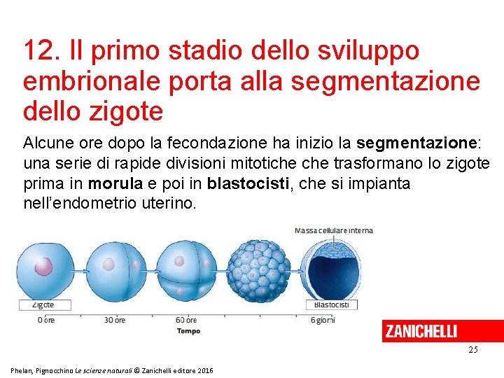 12. Il primo stadio dello sviluppo embrionale porta alla segmentazione dello zigote Alcune ore 12. Il primo stadio dello sviluppo embrionale porta alla segmentazione dello zigote Alcune ore