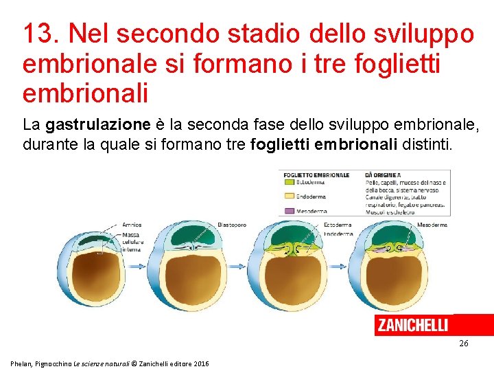 13. Nel secondo stadio dello sviluppo embrionale si formano i tre foglietti embrionali La 13. Nel secondo stadio dello sviluppo embrionale si formano i tre foglietti embrionali La