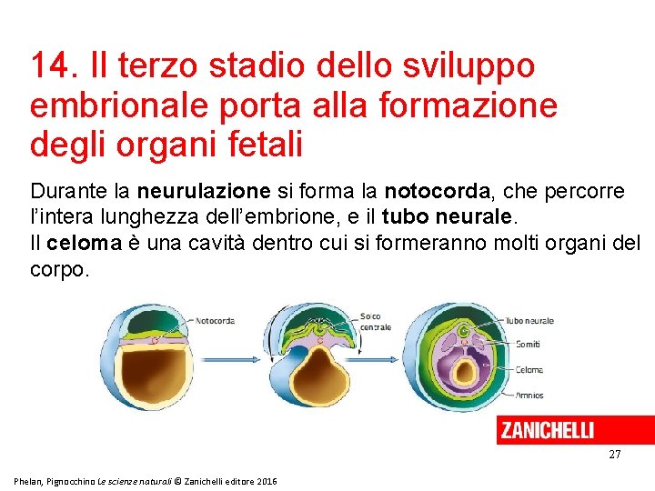 14. Il terzo stadio dello sviluppo embrionale porta alla formazione degli organi fetali Durante 14. Il terzo stadio dello sviluppo embrionale porta alla formazione degli organi fetali Durante