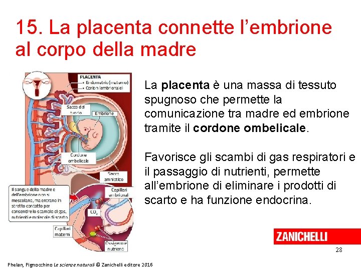 15. La placenta connette l’embrione al corpo della madre La placenta è una massa 15. La placenta connette l’embrione al corpo della madre La placenta è una massa