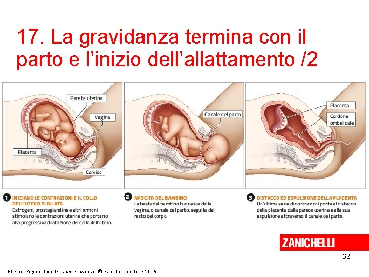 17. La gravidanza termina con il parto e l’inizio dell’allattamento /2 32 Phelan, Pignocchino 17. La gravidanza termina con il parto e l’inizio dell’allattamento /2 32 Phelan, Pignocchino
