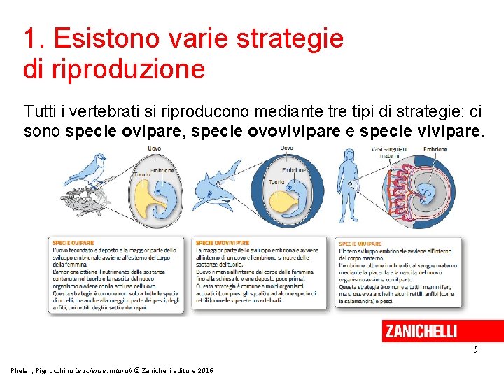 1. Esistono varie strategie di riproduzione Tutti i vertebrati si riproducono mediante tre tipi 1. Esistono varie strategie di riproduzione Tutti i vertebrati si riproducono mediante tre tipi