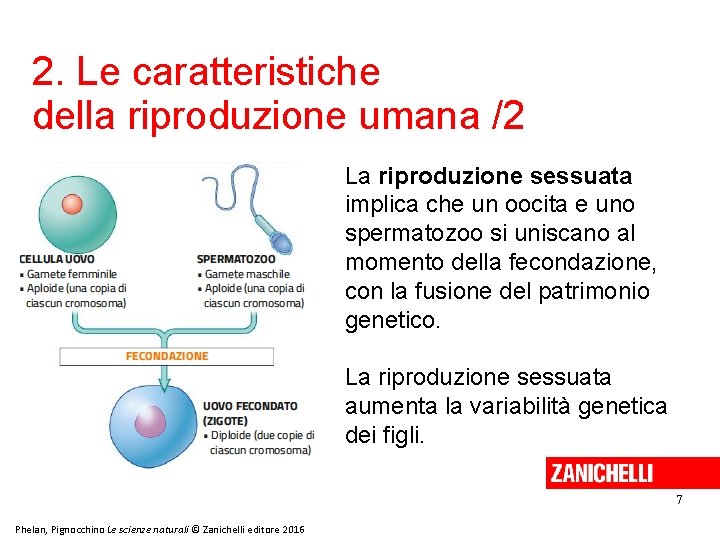 2. Le caratteristiche della riproduzione umana /2 La riproduzione sessuata implica che un oocita 2. Le caratteristiche della riproduzione umana /2 La riproduzione sessuata implica che un oocita