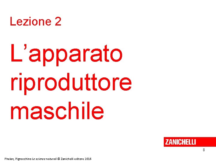 Lezione 2 L’apparato riproduttore maschile 8 Phelan, Pignocchino Le scienze naturali © Zanichelli editore Lezione 2 L’apparato riproduttore maschile 8 Phelan, Pignocchino Le scienze naturali © Zanichelli editore