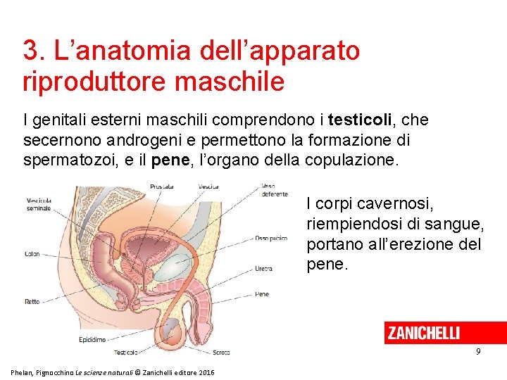 3. L’anatomia dell’apparato riproduttore maschile I genitali esterni maschili comprendono i testicoli, che secernono 3. L’anatomia dell’apparato riproduttore maschile I genitali esterni maschili comprendono i testicoli, che secernono