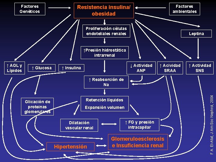 Factores Genéticos Factores ambientales Resistencia insulina/ obesidad Proliferación células endoteliales renales Leptina ↑Presión hidrostática