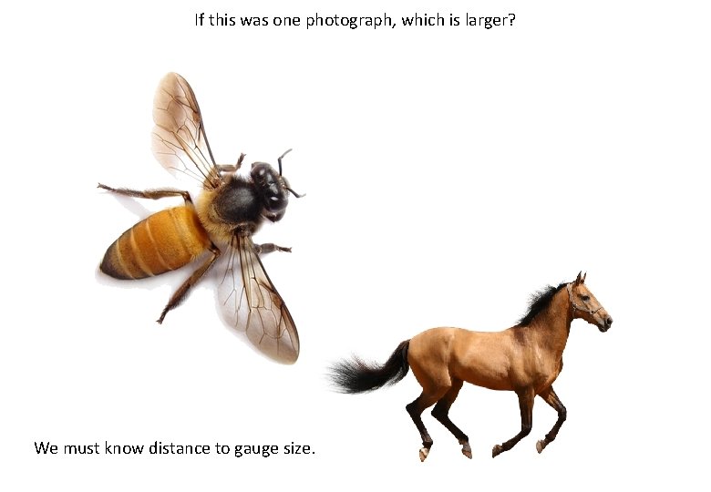 If this was one photograph, which is larger? We must know distance to gauge If this was one photograph, which is larger? We must know distance to gauge
