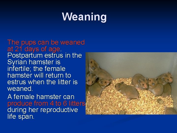 ■ ■ Weaning The pups can be weaned at 21 days of age. Postpartum ■ ■ Weaning The pups can be weaned at 21 days of age. Postpartum