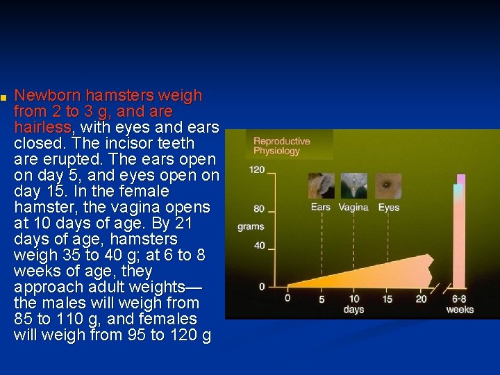 Physiology Syrian Hamsters Have A Normal Life Span