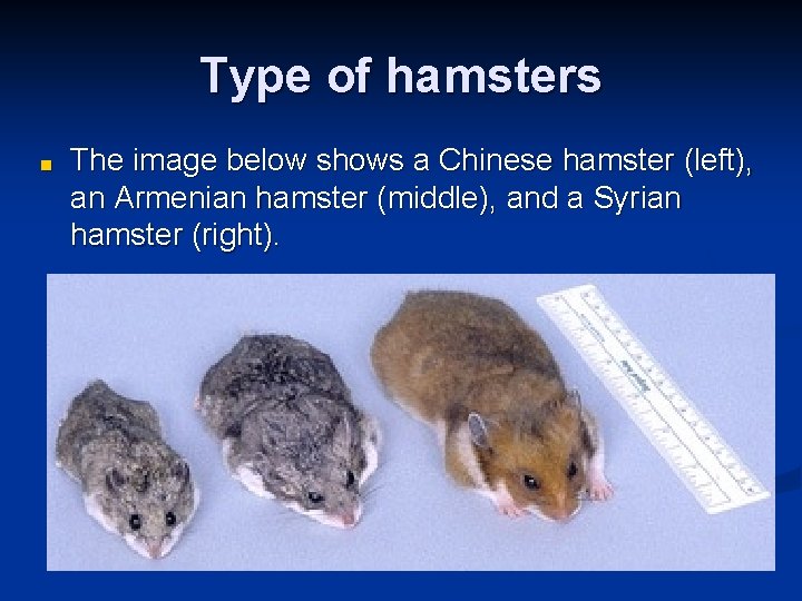 Type of hamsters ■ The image below shows a Chinese hamster (left), an Armenian Type of hamsters ■ The image below shows a Chinese hamster (left), an Armenian