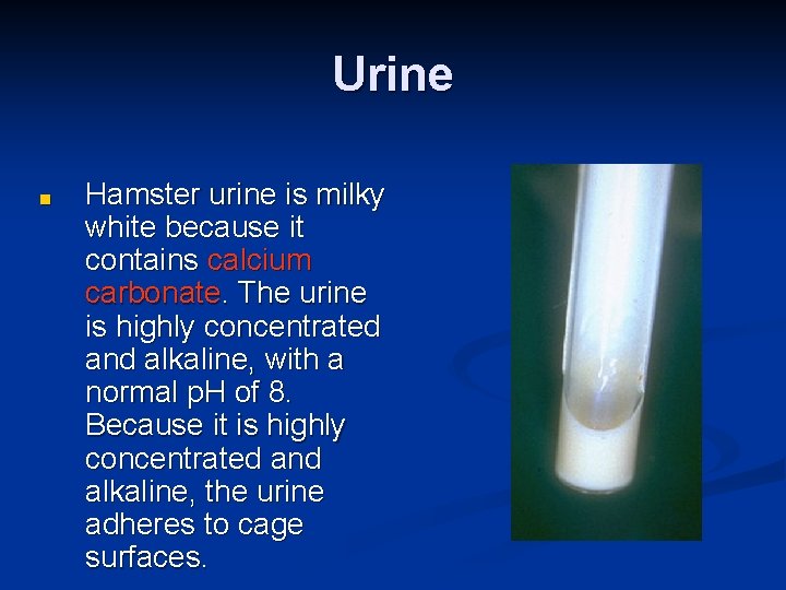Urine ■ Hamster urine is milky white because it contains calcium carbonate. The urine Urine ■ Hamster urine is milky white because it contains calcium carbonate. The urine