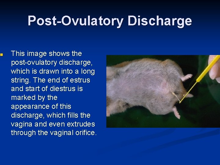 ■ Post-Ovulatory Discharge This image shows the post-ovulatory discharge, which is drawn into a ■ Post-Ovulatory Discharge This image shows the post-ovulatory discharge, which is drawn into a