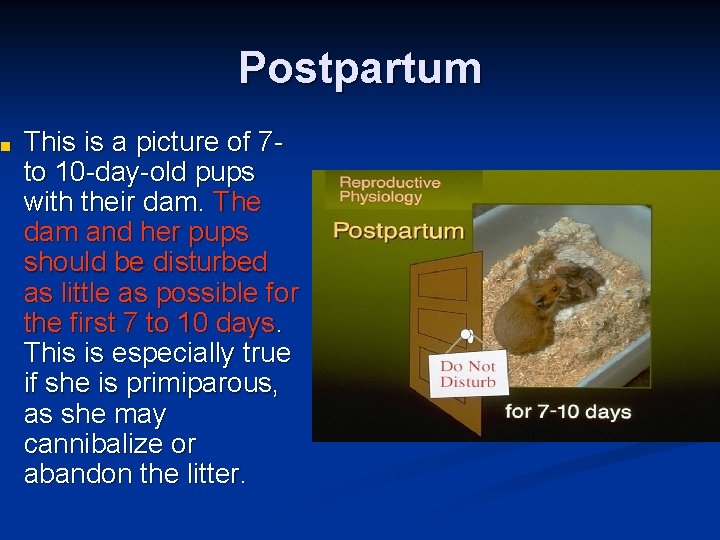 ■ Postpartum This is a picture of 7 to 10 -day-old pups with their ■ Postpartum This is a picture of 7 to 10 -day-old pups with their