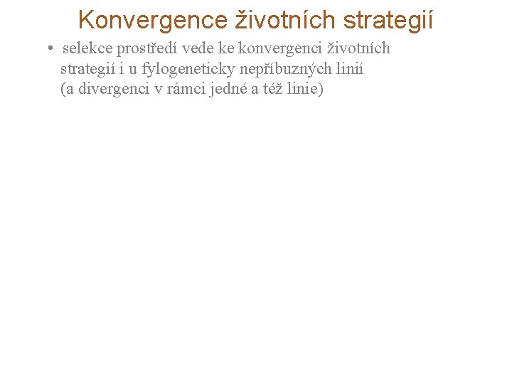 Konvergence životních strategií • selekce prostředí vede ke konvergenci životních strategií i u fylogeneticky