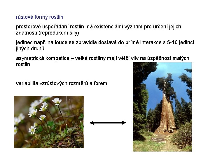 růstové formy rostlin prostorové uspořádání rostlin má existenciální význam pro určení jejich zdatnosti (reprodukční růstové formy rostlin prostorové uspořádání rostlin má existenciální význam pro určení jejich zdatnosti (reprodukční