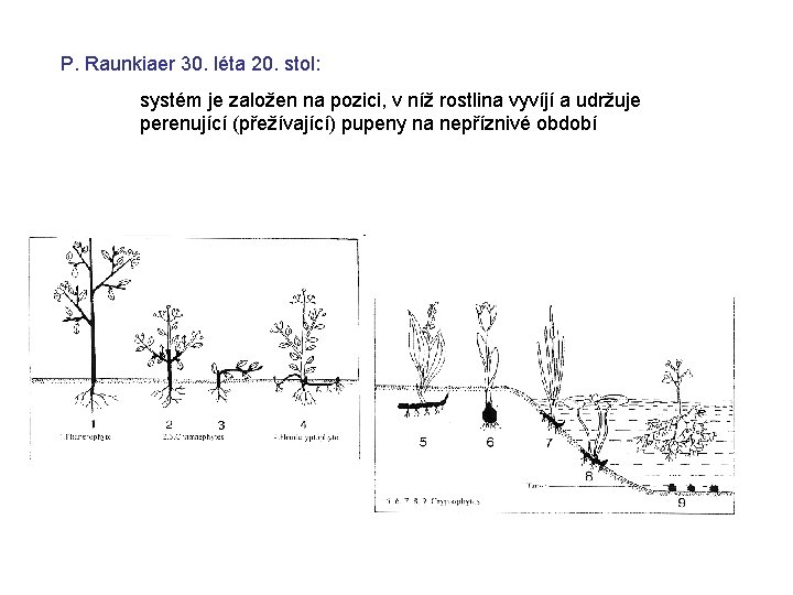 P. Raunkiaer 30. léta 20. stol: systém je založen na pozici, v níž rostlina