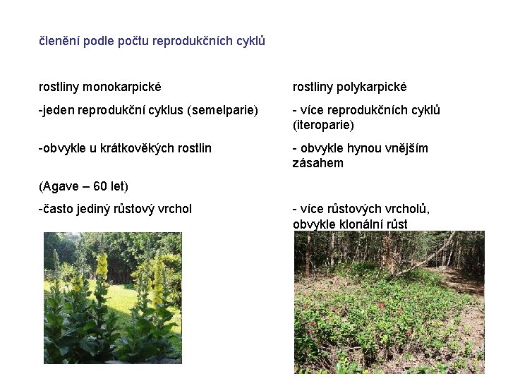 členění podle počtu reprodukčních cyklů rostliny monokarpické rostliny polykarpické -jeden reprodukční cyklus (semelparie) -