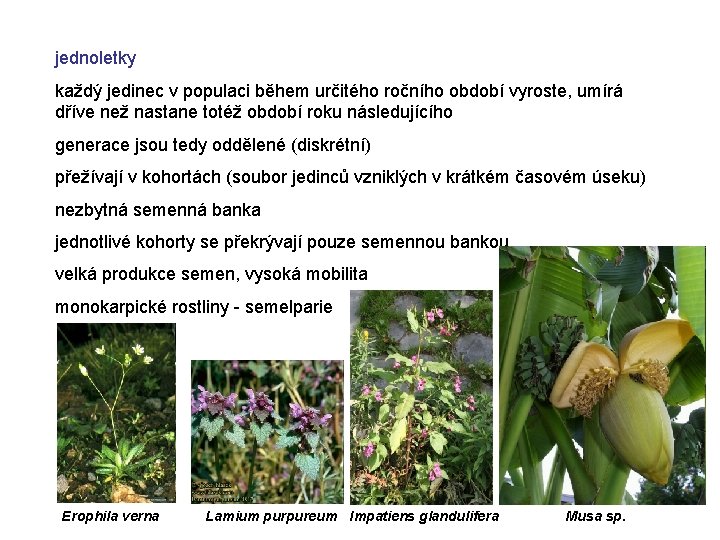 jednoletky každý jedinec v populaci během určitého ročního období vyroste, umírá dříve než nastane jednoletky každý jedinec v populaci během určitého ročního období vyroste, umírá dříve než nastane