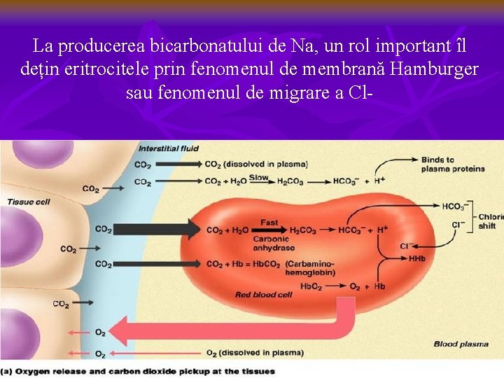 La producerea bicarbonatului de Na, un rol important îl dețin eritrocitele prin fenomenul de