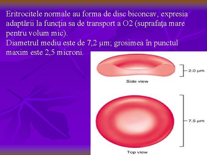 Eritrocitele normale au forma de disc biconcav, expresia adaptării la funcţia sa de transport