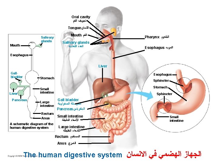 Oral cavity ﺗﺠﻮﻳﻒ ﺍﻟﻔﻢ Tongue ﺍﻟﻠﺴﺎﻥ Salivary glands Mouth ﺍﻟﻔﻢ Pharynx ﺍﻟﺒﻠﻌﻮﻡ Salivary glands