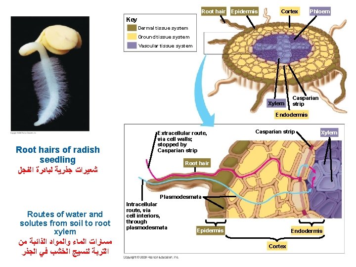 Root hair Epidermis Cortex Phloem Key Dermal tissue system Ground tissue system Vascular tissue