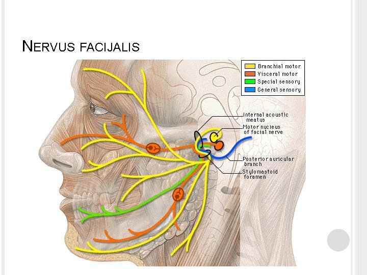 NERVUS FACIJALIS 