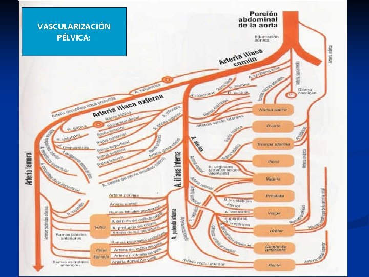 VASCULARIZACIÓN PÉLVICA: 