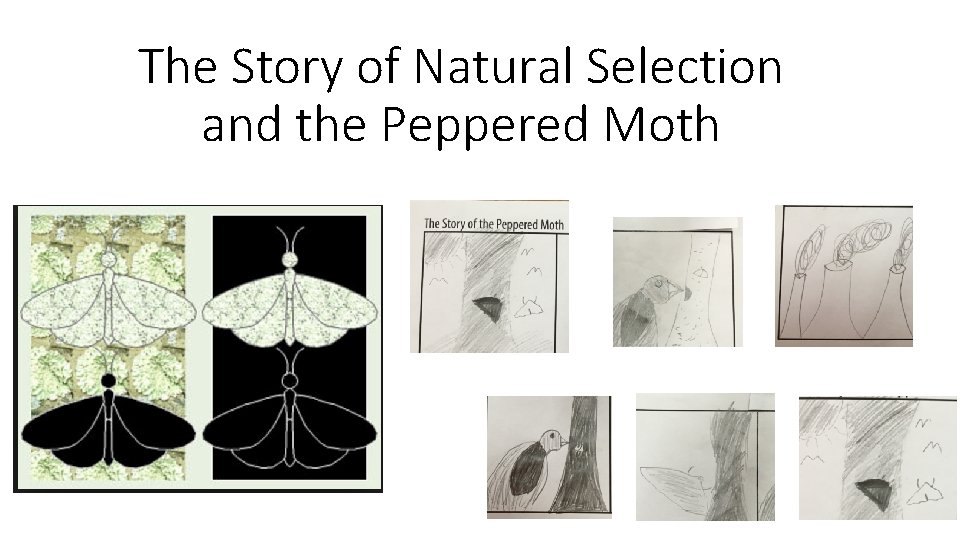 The Story of Natural Selection and the Peppered Moth The Story of Natural Selection and the Peppered Moth