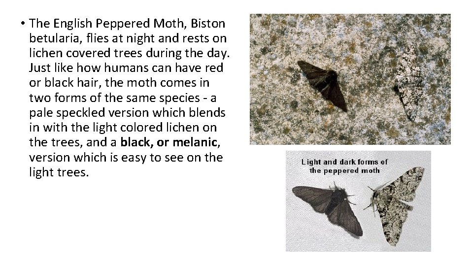 • The English Peppered Moth, Biston betularia, flies at night and rests on • The English Peppered Moth, Biston betularia, flies at night and rests on