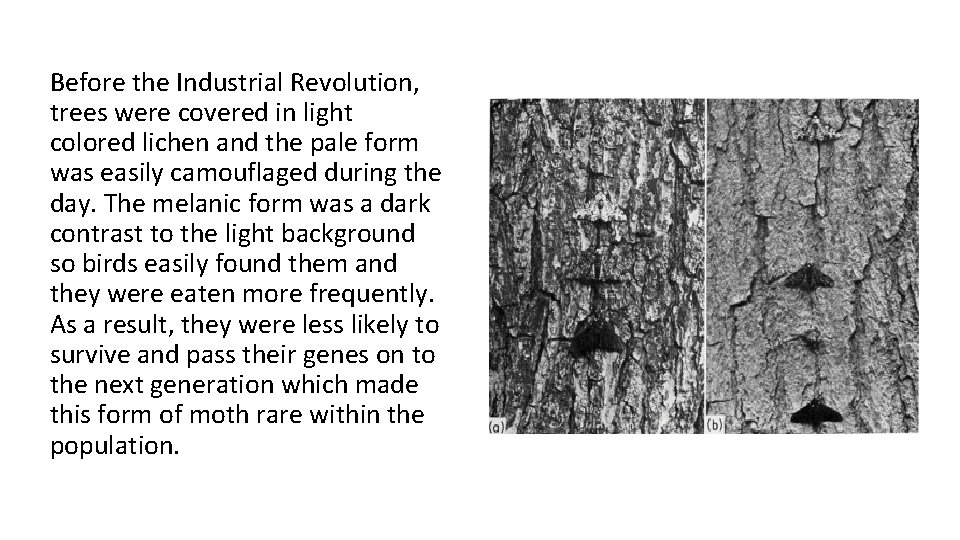 Before the Industrial Revolution, trees were covered in light colored lichen and the pale Before the Industrial Revolution, trees were covered in light colored lichen and the pale