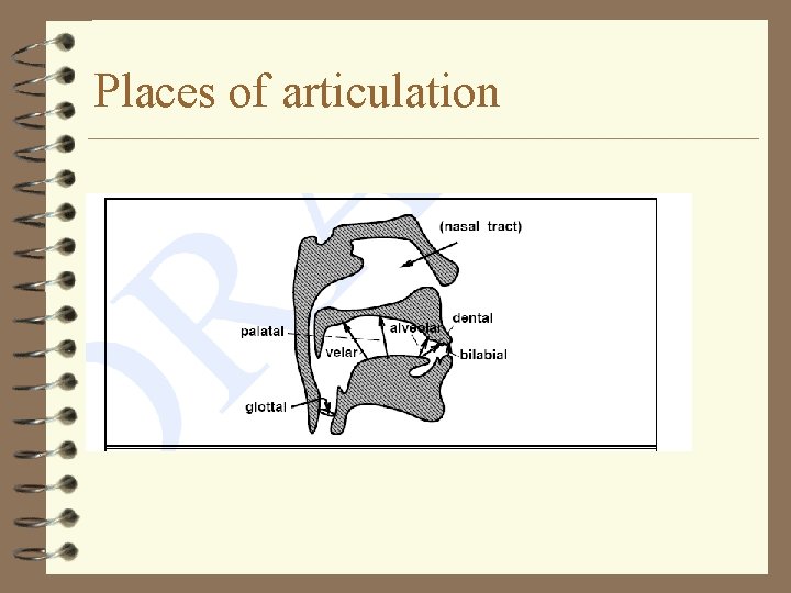 Places of articulation 