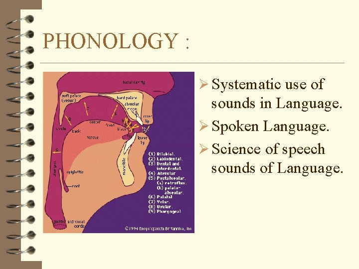 PHONOLOGY : Ø Systematic use of sounds in Language. Ø Spoken Language. Ø Science