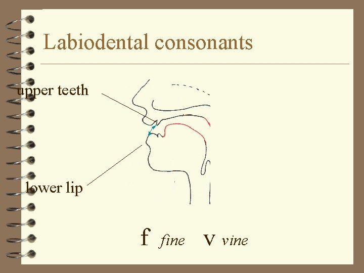 Labiodental consonants upper teeth lower lip f fine v vine 