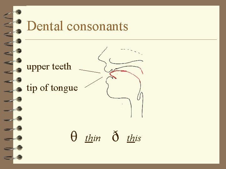 Dental consonants upper teeth tip of tongue θ thin ð this 