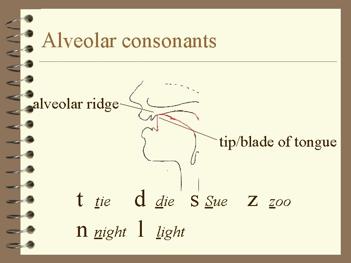 Alveolar consonants alveolar ridge tip/blade of tongue t tie d n night l die