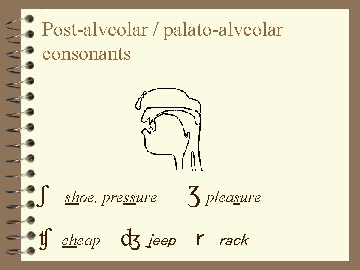 Post-alveolar / palato-alveolar consonants ʃ shoe, pressure ʧ cheap ʤ jeep Ʒ pleasure r