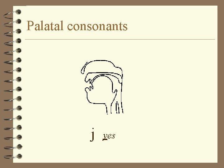 Palatal consonants j yes 