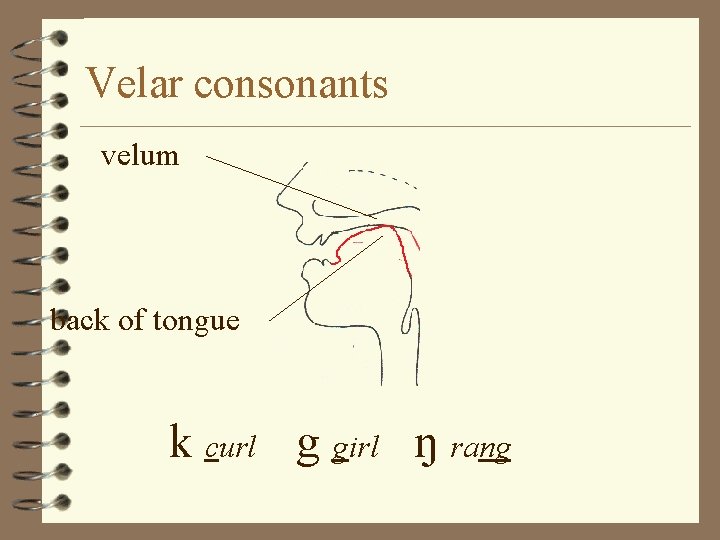 Velar consonants velum back of tongue k curl g girl ŋ rang 