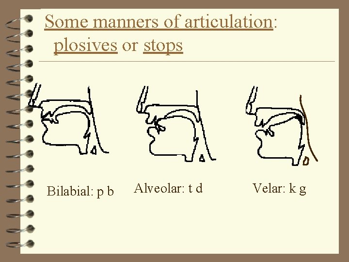 Some manners of articulation: plosives or stops Bilabial: p b Alveolar: t d Velar: