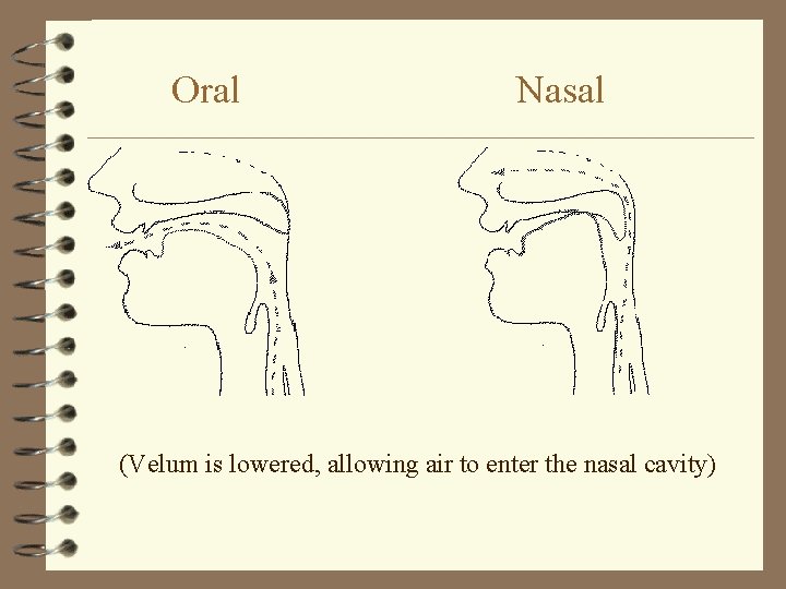 Oral Nasal (Velum is lowered, allowing air to enter the nasal cavity) 