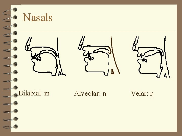 Nasals Bilabial: m Alveolar: n Velar: ŋ 